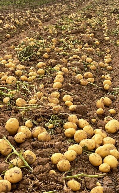 فروش سیب زمینی جلی بذری 401