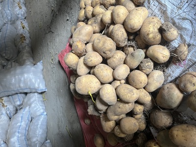 فروش سیب زمینی بذری جلی