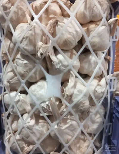 فروش سیر