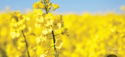 فروش کلزا