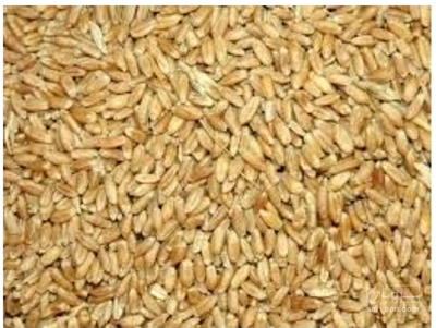 فروش گندم دیم