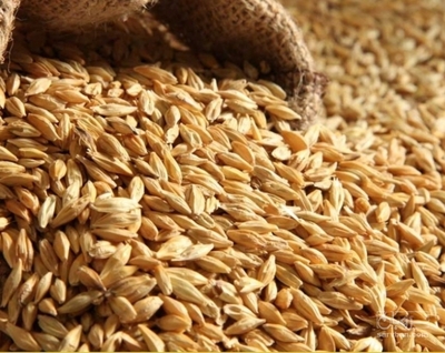 فروش گندم دیم