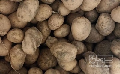 فروش سیب زمینی جلی