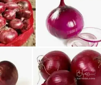 فروش پیاز قرمز بناب