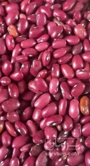 فروش لوبیا قرمز