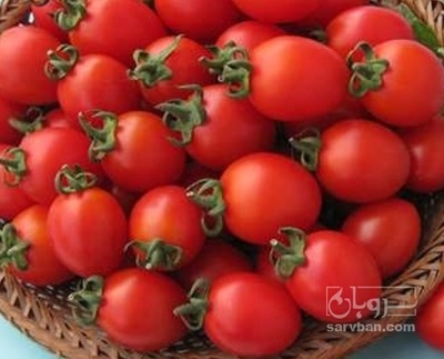 فروش گوجه فرنگی