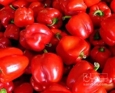 فروش فلفل دلمه ای قرمز ریز نایلونی