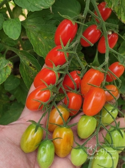 فروش گوجه فرنگی زیتونی 1201/رابی /اپرون