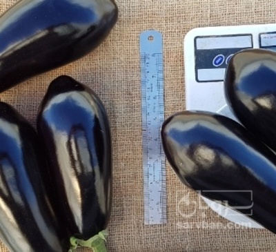 فروش بادمجان