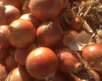 فروش پیاز زرد