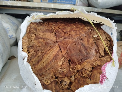 فروش تنباکو کوهی (گیاه‌ دارویی)