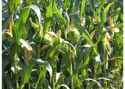 فروش ذرت چاپر_سیلاژذرت