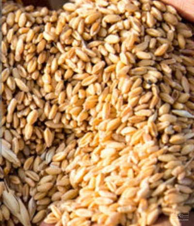 فروش گندم