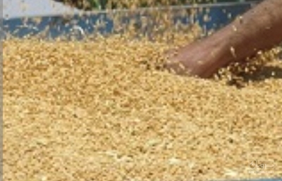 فروش گندم