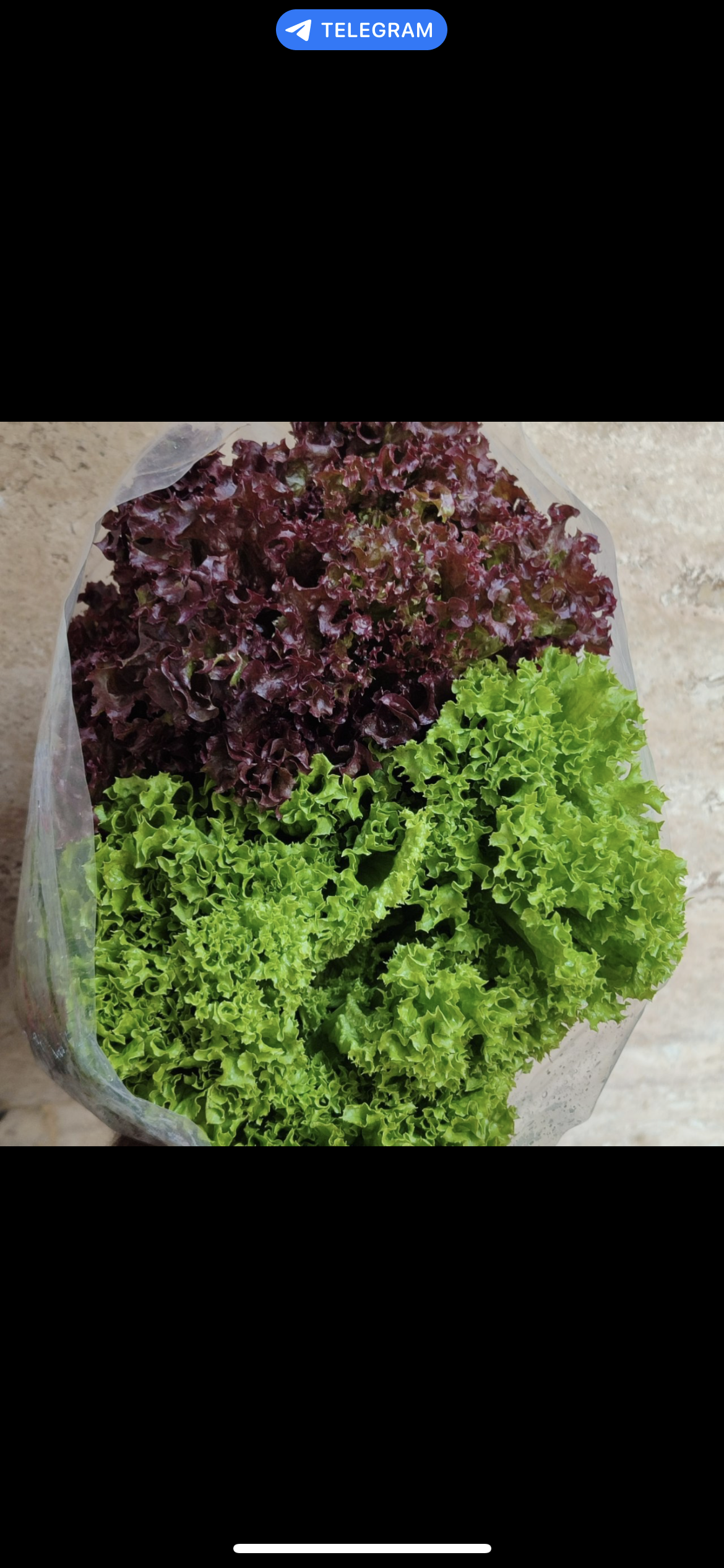 فروش کاهو فرانسوی