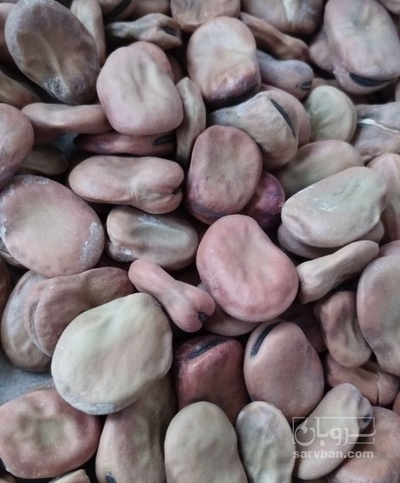 فروش باقلا تازه - باقالی - باقالا