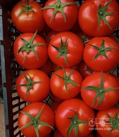 فروش گوجه فرنگی گلخانه ایی