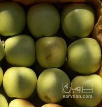فروش سیب زرد