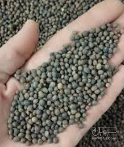 فروش قره ماش (ماش سیاه)