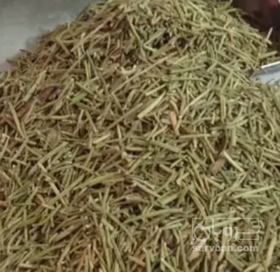 فروش رزماری (گیاه‌ دارویی)