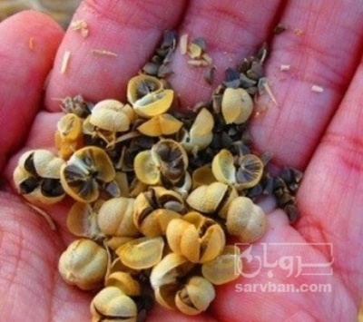 فروش  اسفند (گیاه‌ دارویی)