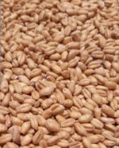 فروش گندم