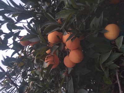 فروش پرتقال تامسون