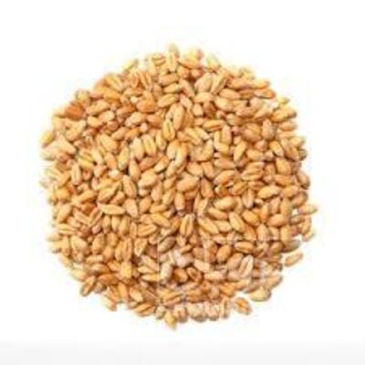 فروش گندم