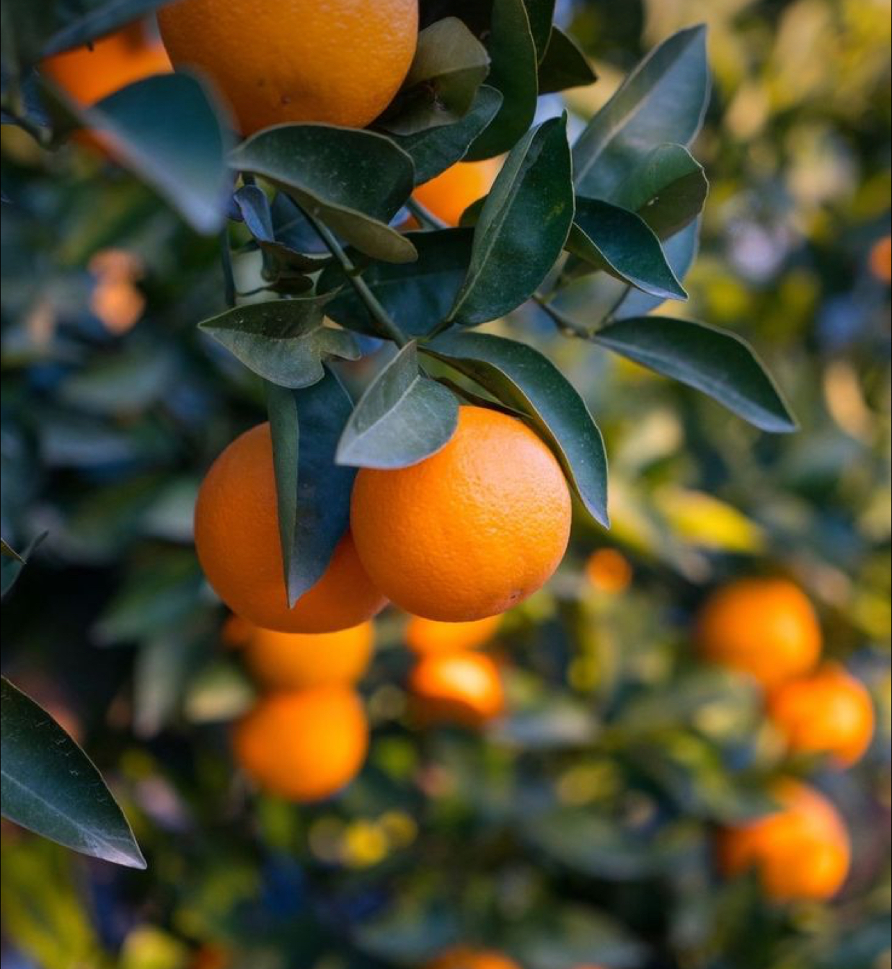 فروش پرتقال تامسون