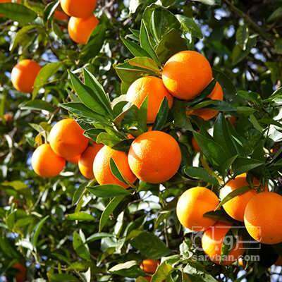 فروش پرتقال تامسون