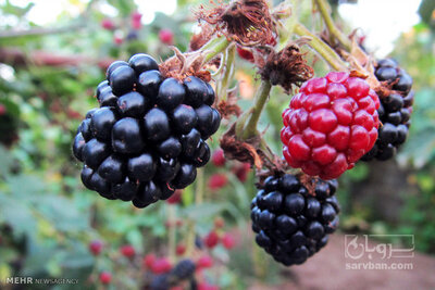 فروش تمشک آلمانی