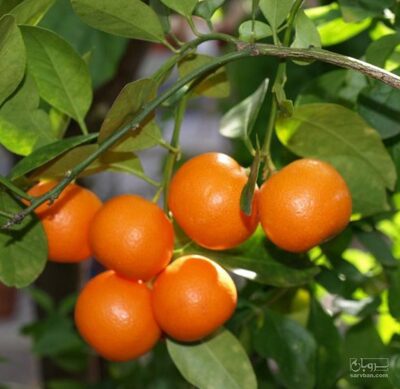 فروش پرتقال تامسون