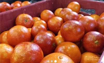 فروش پرتقال خونی