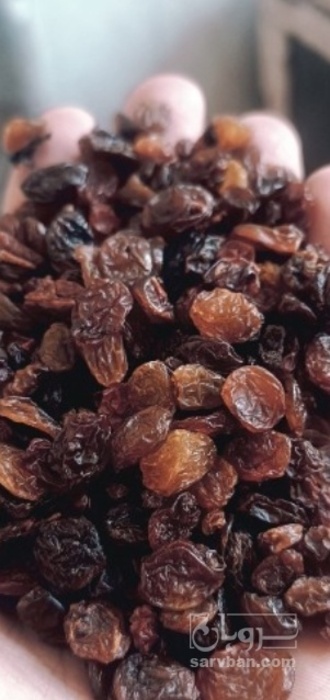 فروش کشمش