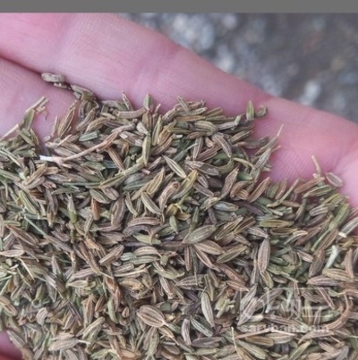 فروش بذر زیره (گیاه‌ دارویی)