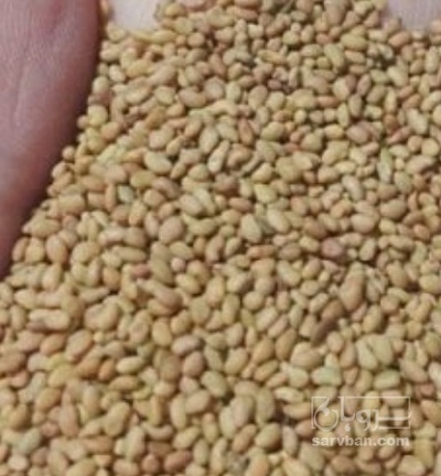 فروش بذر یونجه