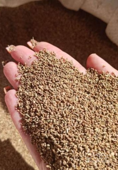 فروش بذر زنیان (گیاه‌ دارویی)