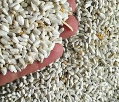 فروش  تخم گلرنگ