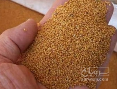 فروش بذر کاملینا (کتان‌کش)