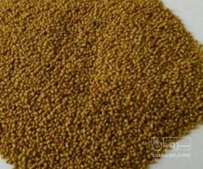 فروش بذر یونجه همدانی
