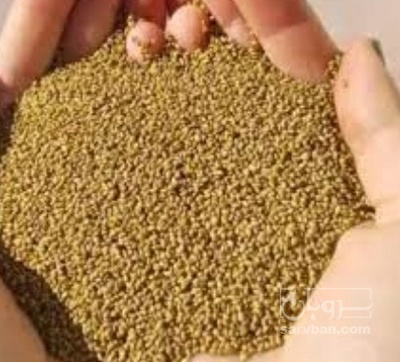 فروش بذر یونجه رنجر