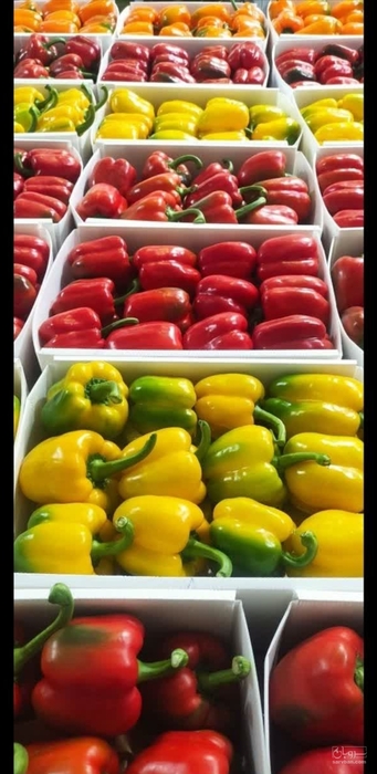 فروش فلفل دلمه ای