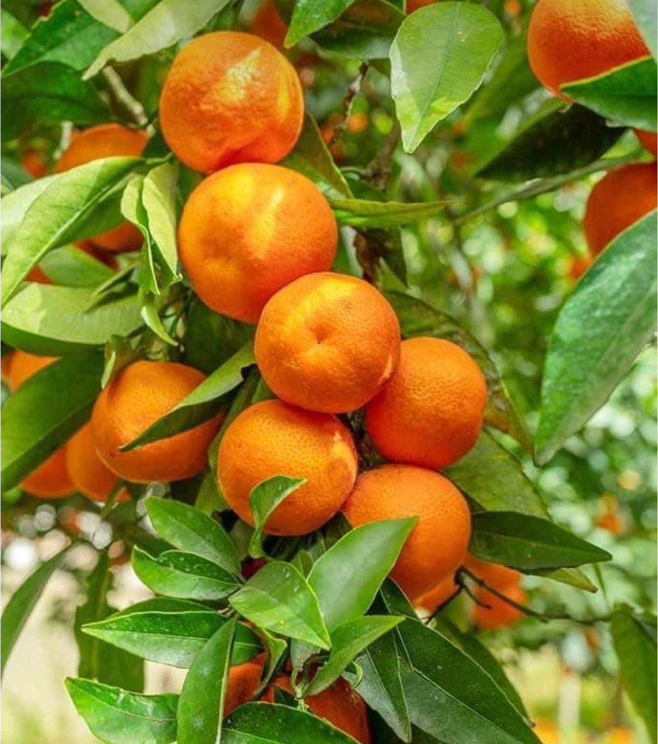 فروش نارنگی ژاپنی