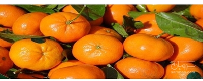 فروش نارنگی اونشو