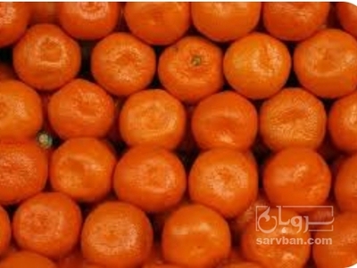 فروش نارنگی ژاپنی