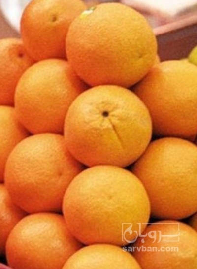 فروش پرتقال تامسون
