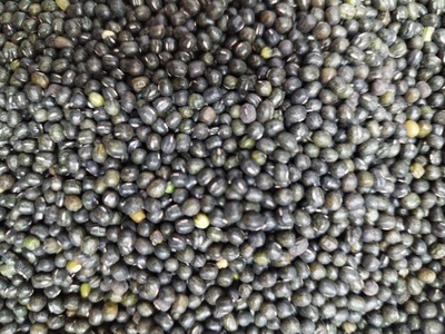 ماش سیاه محلی