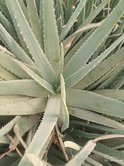 فروش برگ آلوئه ورا