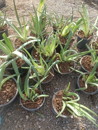 فروش آلوئه ورا پاجوش