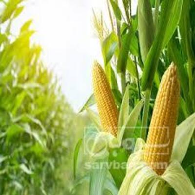 فروش ذرت علوفه ای